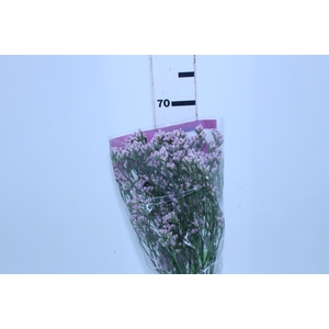 LIMONIUM KLARA SILVERY 070 CM PINK