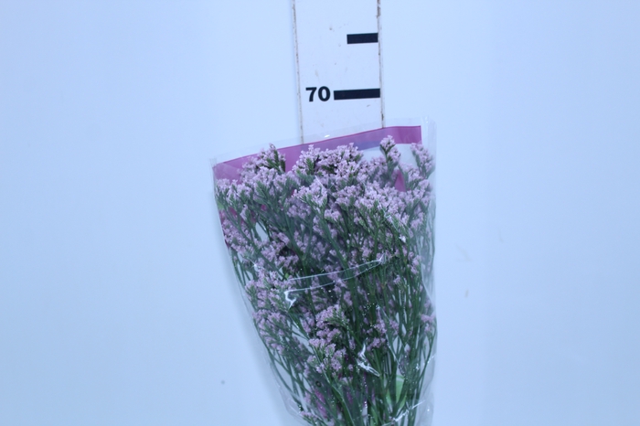 LIMONIUM KLARA SILVERY 070 CM PINK