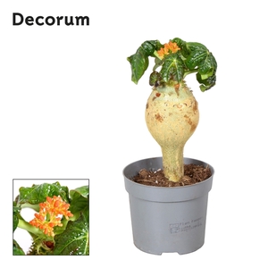 Jatropha Podagrica Oranje Decorum