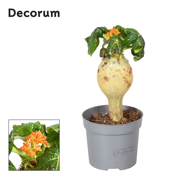 <h4>Jatropha Podagrica Oranje Decorum</h4>