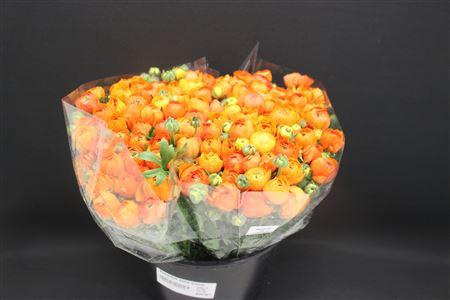 <h4>Ranonkel Extra Oranje</h4>