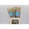 Amaranthus Yearming Desert