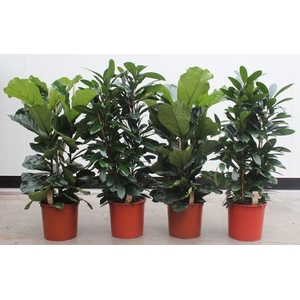 Ficus mixkar 3 per pot
