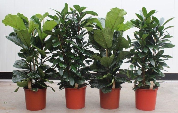 Overig kamerplanten gemengde kar 3 pp