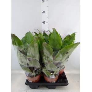 Aechmea tayoensis