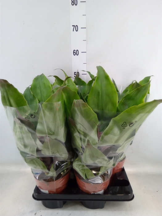 <h4>Aechmea tayoensis</h4>