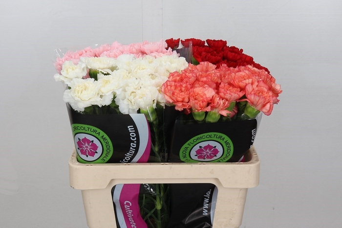 Dianthus St Mix In Bucket