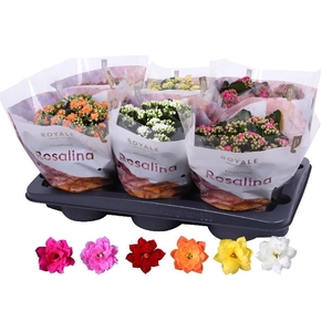 Kalanchoe Rosalina gemengd in tray Royale mix