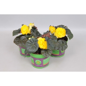 Begonia tub. Nonstop Mocca Yellow
