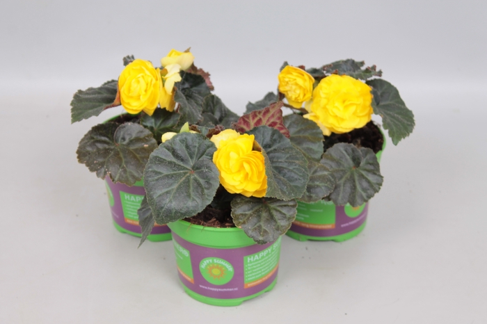 <h4>Begonia tub. Nonstop Mocca Yellow</h4>
