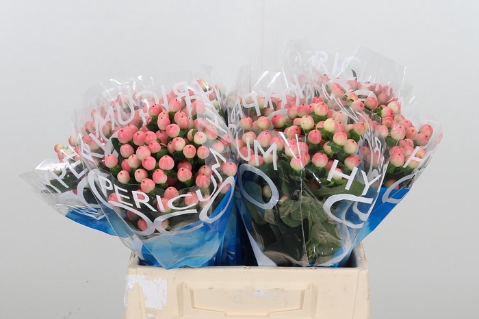 <h4>Hyp Coco Tiamo</h4>