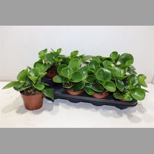Pep Obt Green Gold