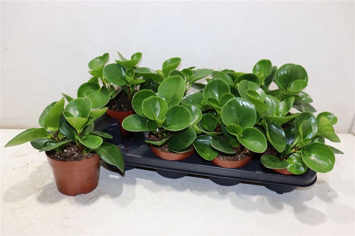 <h4>Pep Obt Green Gold</h4>