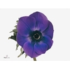 Anemone Galil Blauw