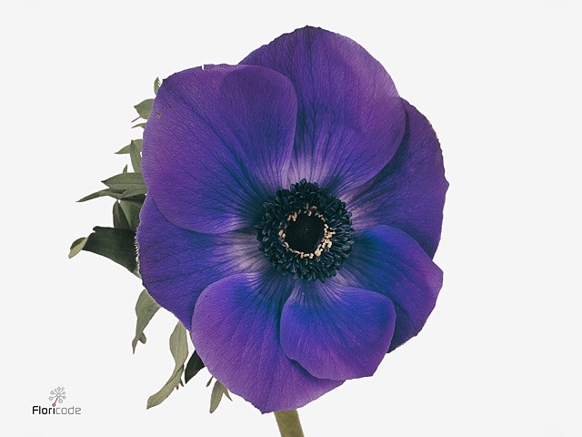 Anemone Galil Blauw