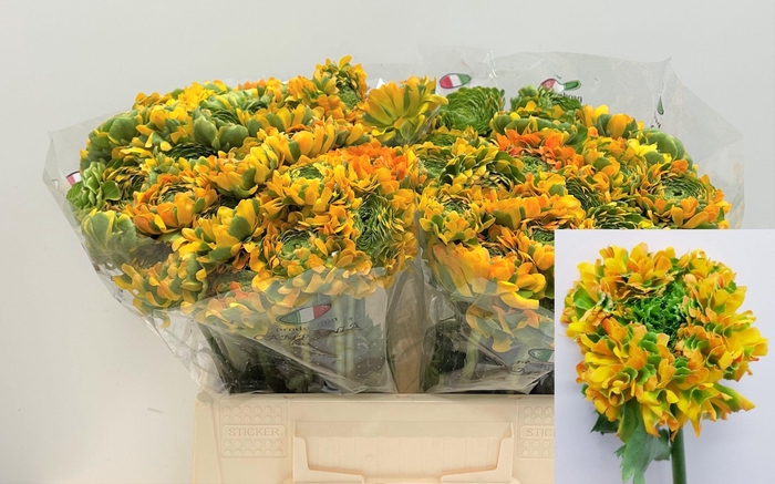 <h4>RAN PON PON MERLINO</h4>