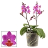 Phalaenopsis Table Mystery 2+ tak