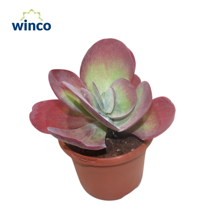 <h4>Kalanchoe Thyrsiflora</h4>