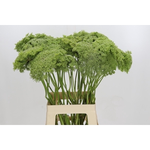 Ammi Visnaga Green Mist