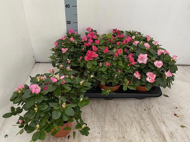 <h4>RHODO SI VOGEL GEM</h4>