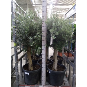 Olea europaea