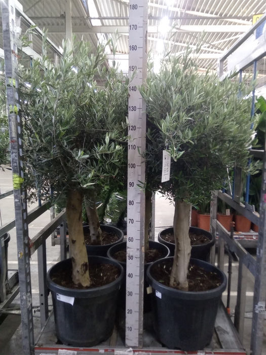 <h4>Olea europaea</h4>