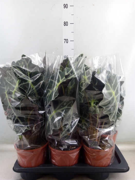 <h4>Alocasia amazonica 'Polly'</h4>