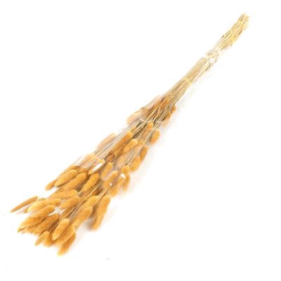 <h4>Df Lagurus Bs 50g/70cm Orange</h4>