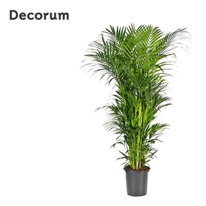 Howea forsteriana 250cm (Kentia) Decorum