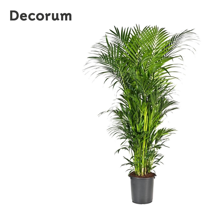 <h4>Howea forsteriana 250cm (Kentia) Decorum</h4>