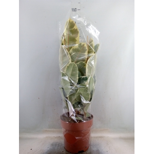 Ficus elastica 'Tineke'