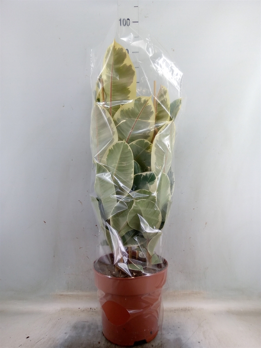 <h4>Ficus elastica 'Tineke'</h4>
