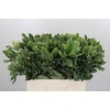 Pittosporum Ilan