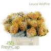 Leuco Veldfire