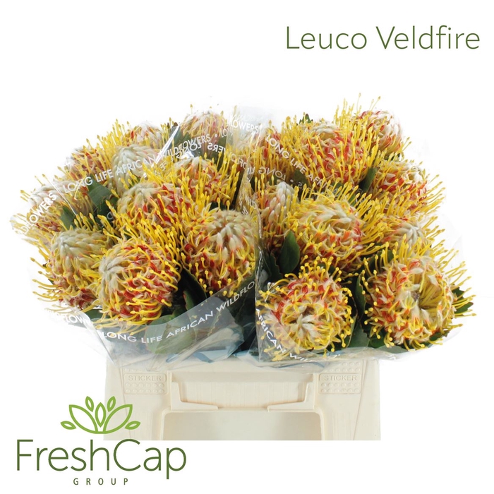 <h4>Leuco Veldfire</h4>