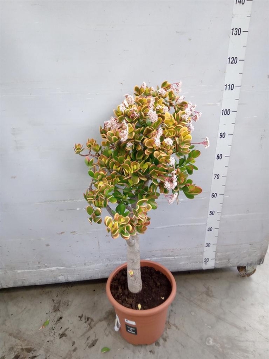 <h4>Crassula ovata</h4>