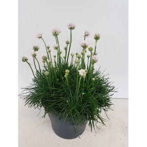 Armeria maritima