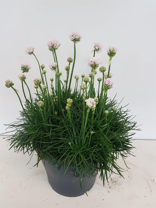 <h4>Armeria maritima</h4>