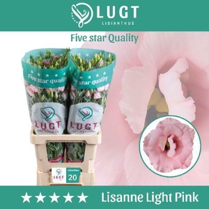 Lisianthus Lisanne Light Pink 996