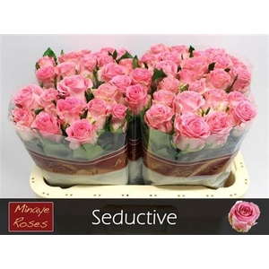 R Gr Seductive