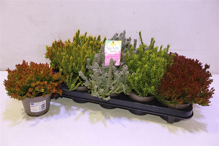 <h4>Callu G G Su Gir Gem</h4>