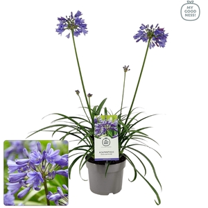 Agapanthus 30-35 /2 liter 'Ever Sapphire'
