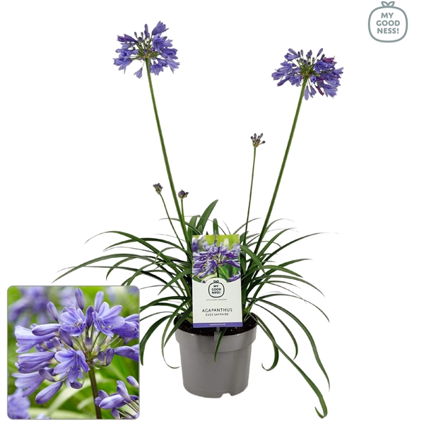 <h4>Agapanthus 30-35 /2 liter 'Ever Sapphire'</h4>