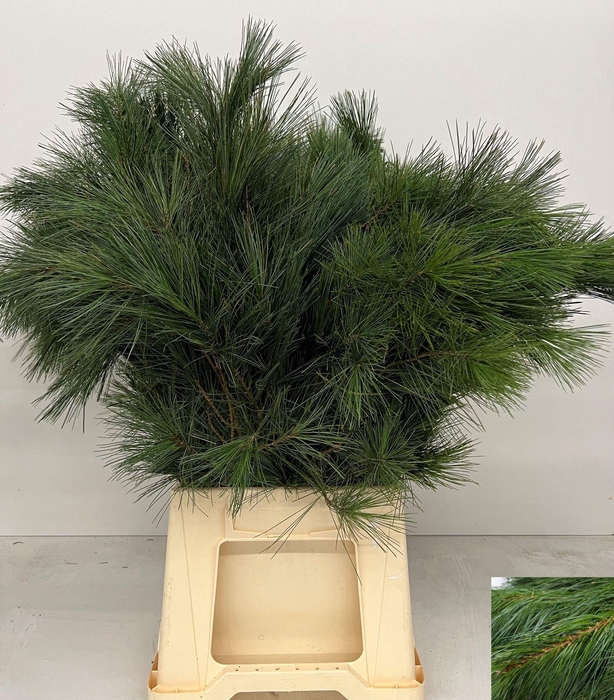<h4>PINUS STROBUS</h4>