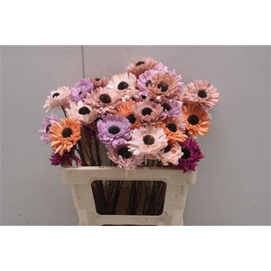 Shola Gerbera Mix