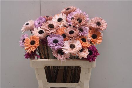 <h4>Shola Gerbera Mix</h4>