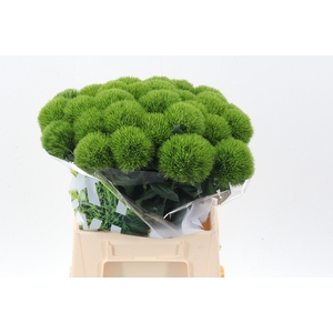 Di Barb Kiwi Mellow 45cm