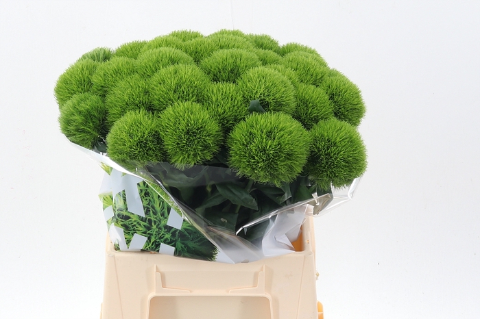 <h4>Di Barb Kiwi Mellow 45cm</h4>