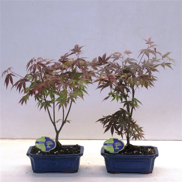 <h4>Acer palmatum atropurpereum</h4>