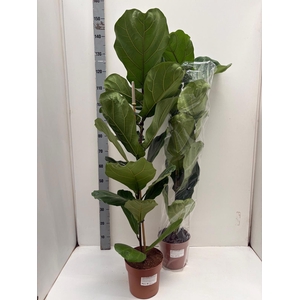 FICUS LYRATA